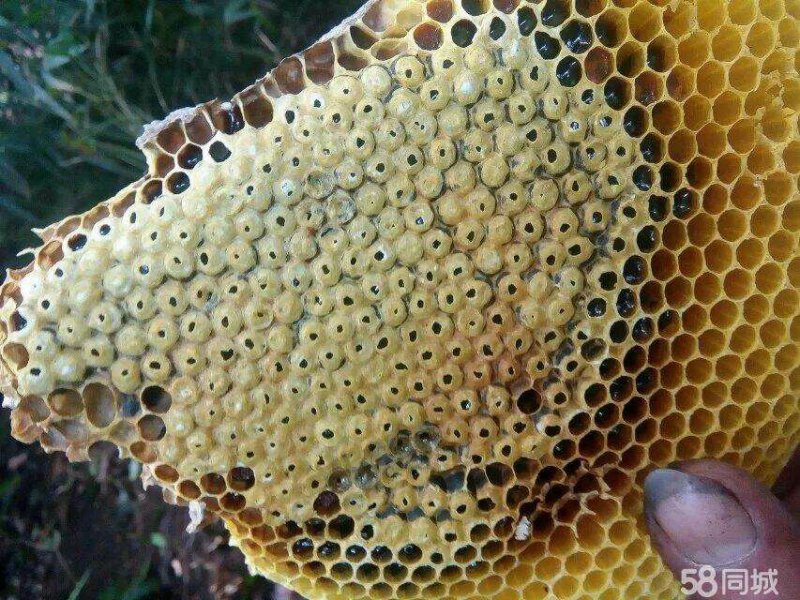 野生蜂蛹，野生蜂蜜，每天数量有限，先下手为强