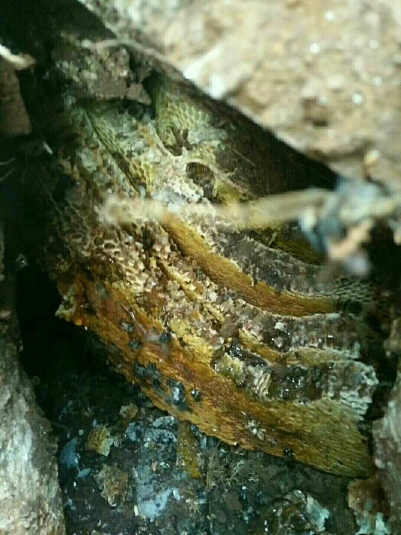 野生蜂蛹，野生蜂蜜，每天数量有限，先下手为强