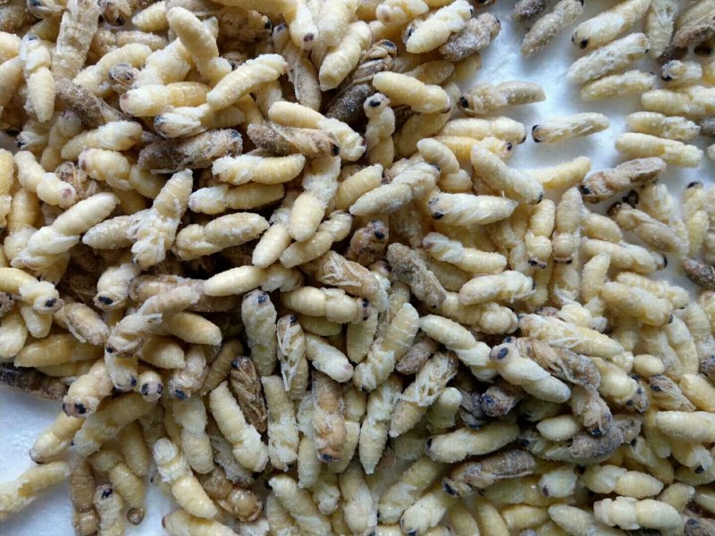 野生蜂蛹，野生蜂蜜，每天数量有限，先下手为强