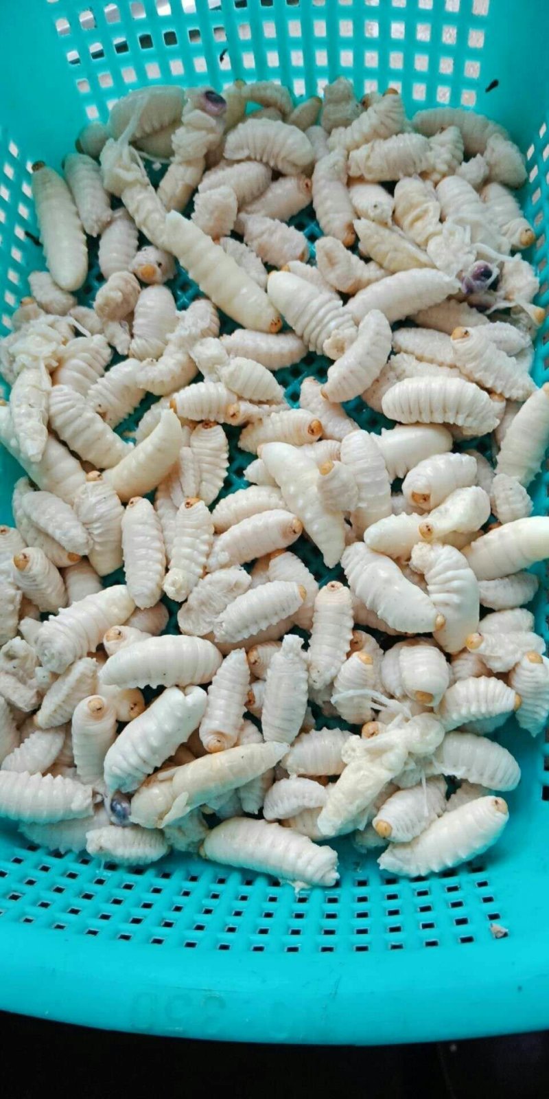 野生蜂蛹，野生蜂蜜，每天数量有限，先下手为强