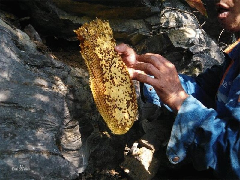 野生蜂蛹，野生蜂蜜，每天数量有限，先下手为强