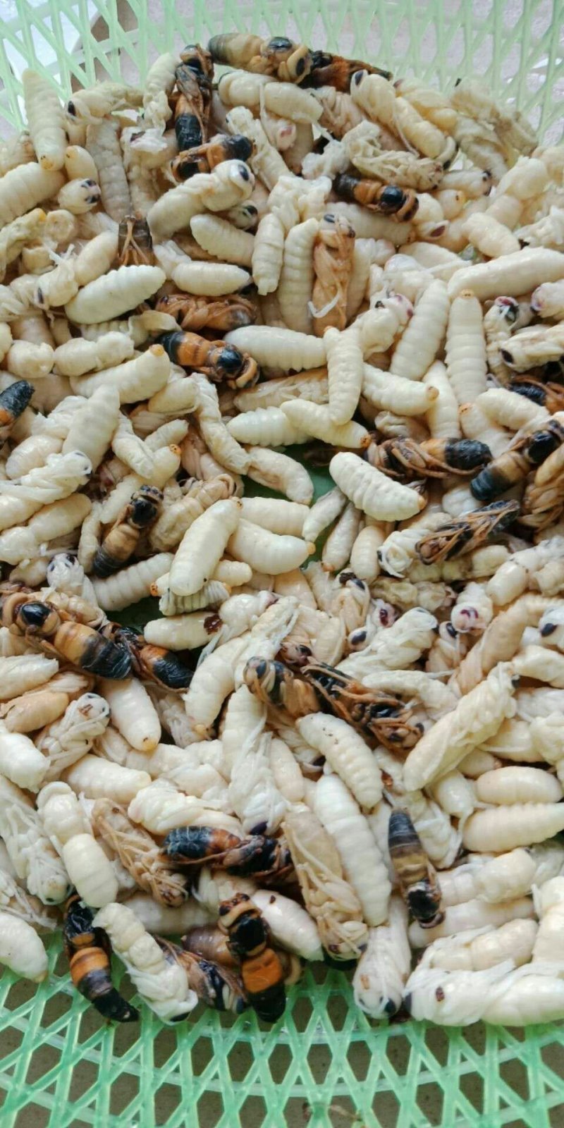 野生蜂蛹，野生蜂蜜，每天数量有限，先下手为强