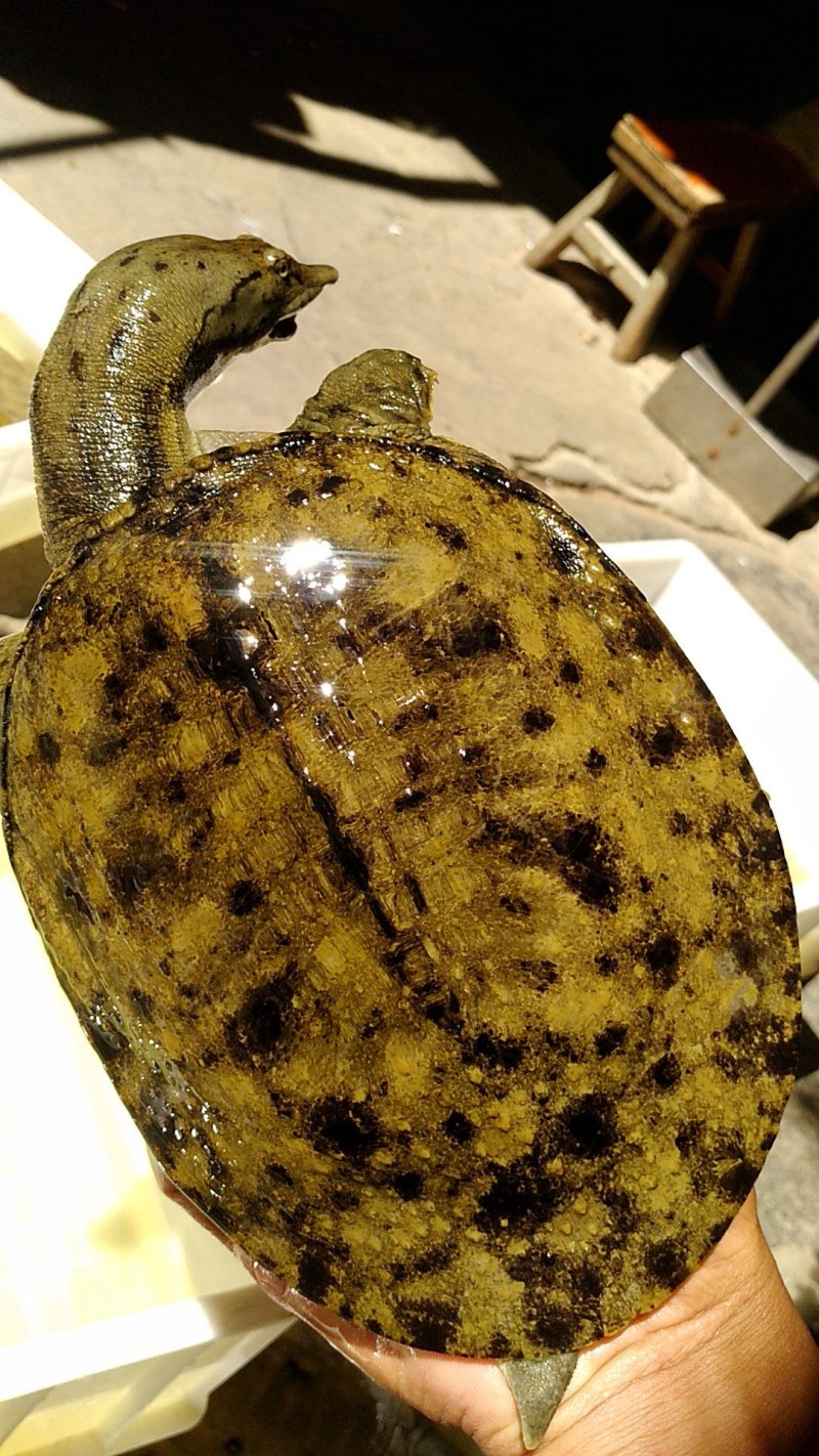 野生甲鱼