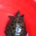 野生甲鱼