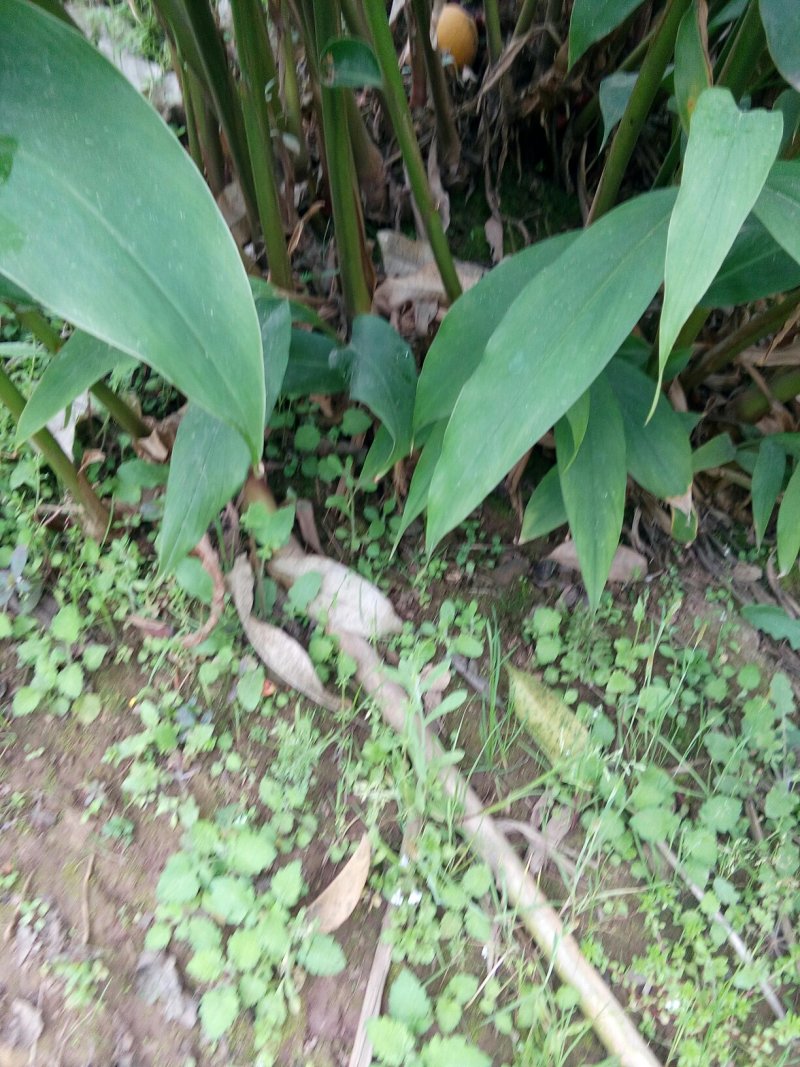 竹根七