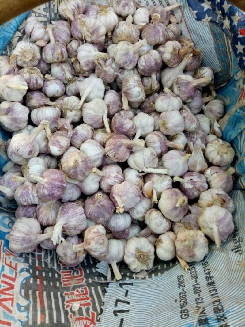 中牟县韩寺镇早熟紫皮大蒜头加工分捡包装中心