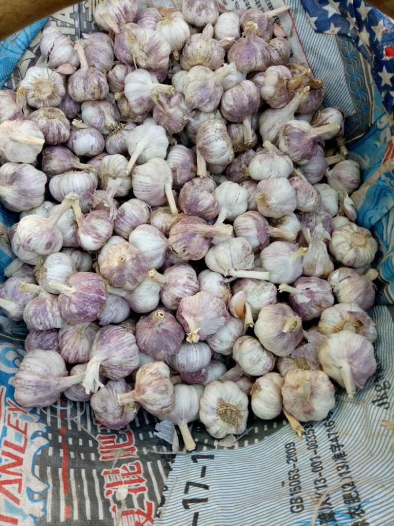 中牟县韩寺镇早熟紫皮大蒜头加工分捡包装中心
