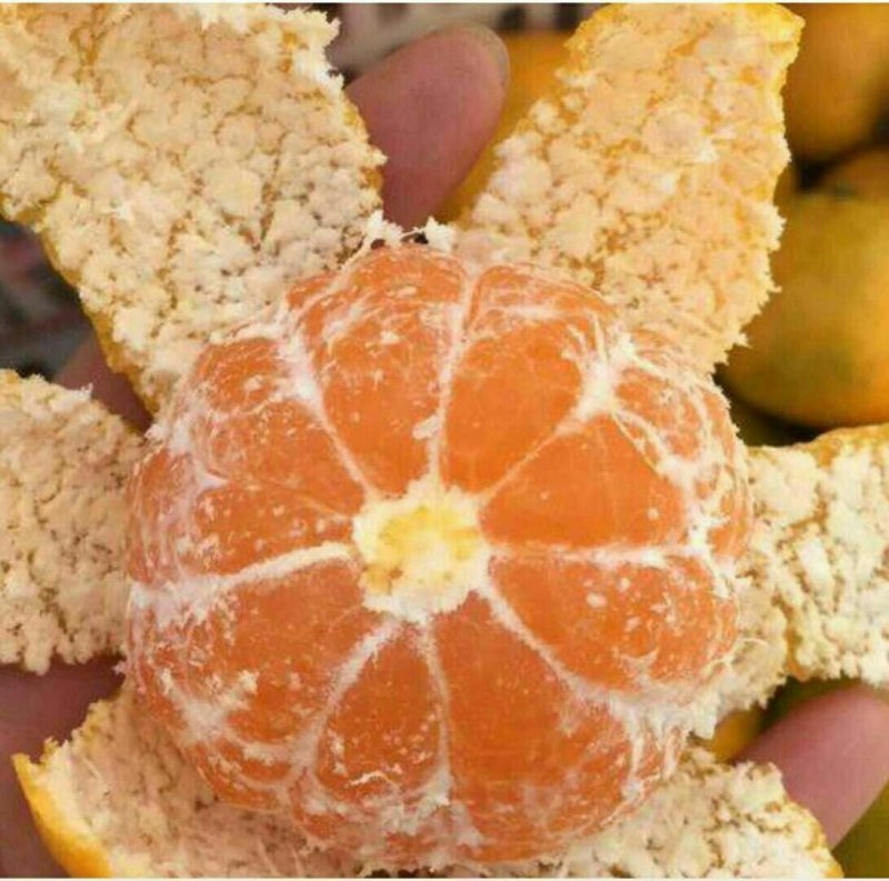柑桔蜜橘果园看货诚信交易纯甜特早蜜橘支持视频看货