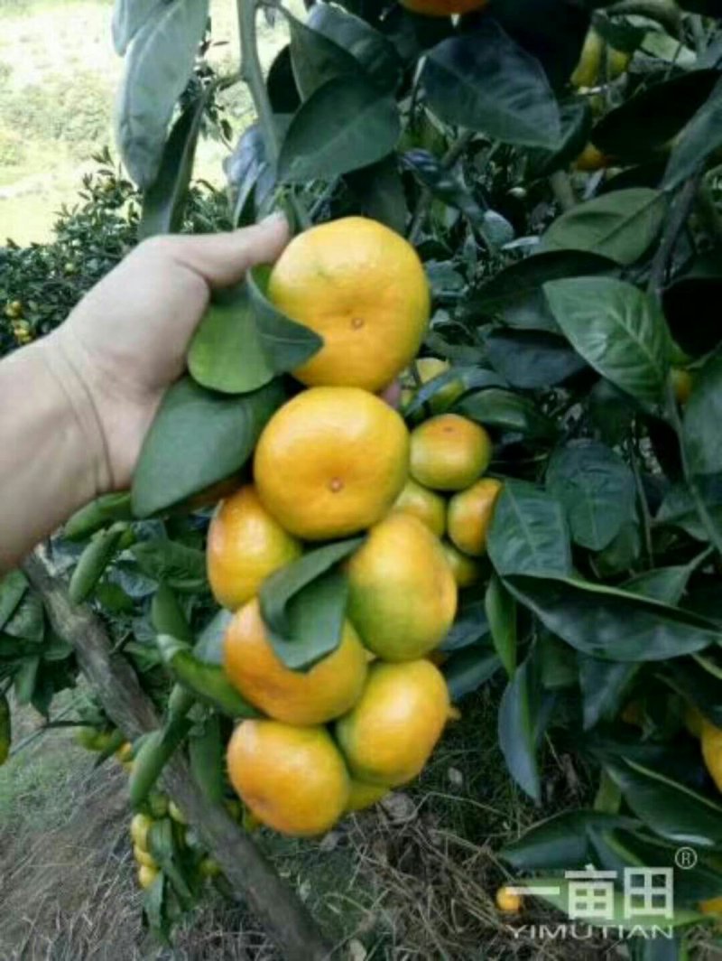 柑桔蜜橘果园看货诚信交易纯甜特早蜜橘支持视频看货