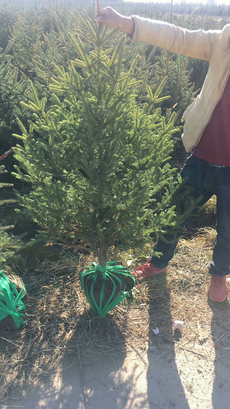 青海云杉苗大田定植苗，杯苗，裸根苗
