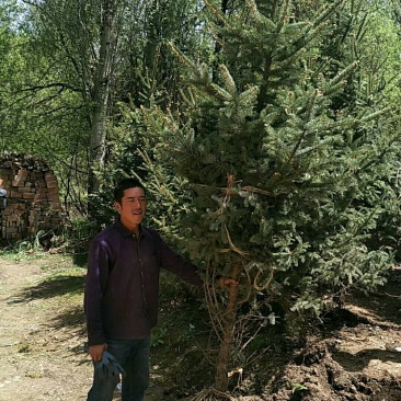 青海云杉苗大田定植苗，杯苗，裸根苗