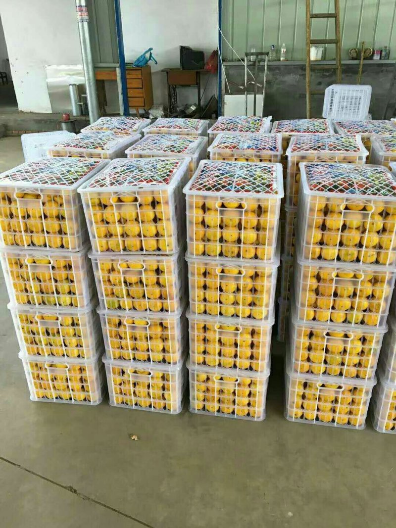 国庆蜜橘产地供应实力代收皮薄多汁口感纯甜视频看货