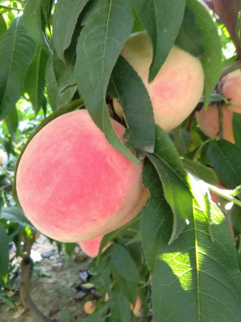 纸,代毛桃