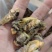 白蝉，嫩知了，河南金蝉，质量优良，价格低，口感好。