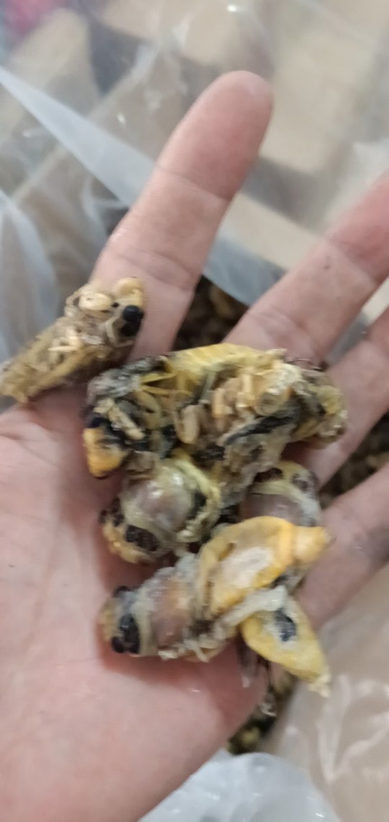 白蝉，嫩知了，河南金蝉，质量优良，价格低，口感好。