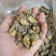 白蝉，嫩知了，河南金蝉，质量优良，价格低，口感好。