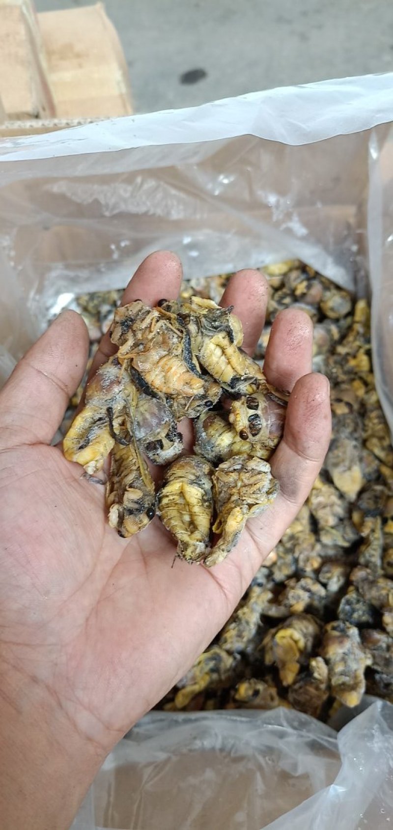 白蝉，嫩知了，河南金蝉，质量优良，价格低，口感好。