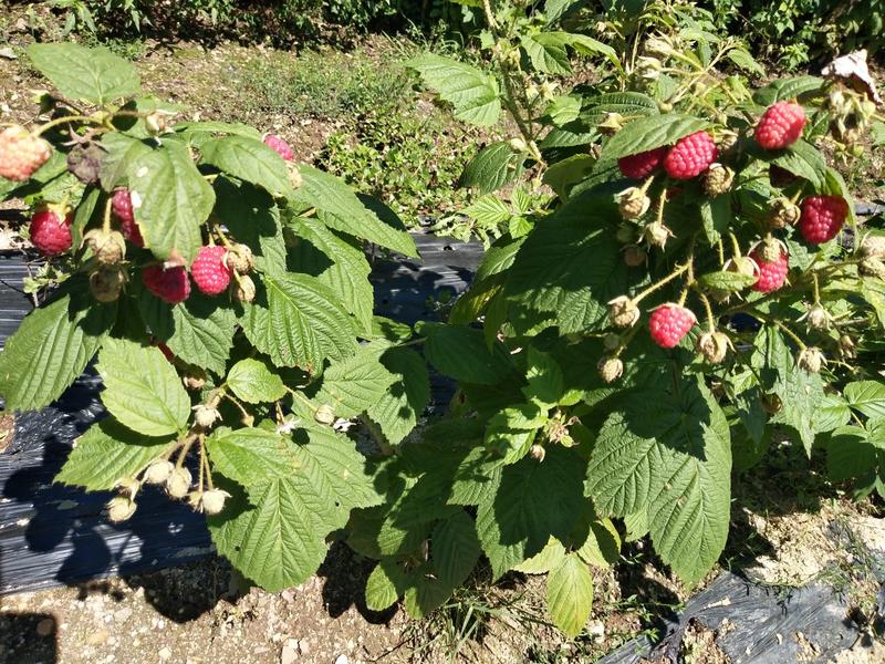 树莓苗苗圃基地直发高成活高产量提供种植技术放心苗