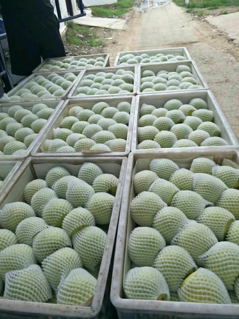 【推荐】酥梨砀山基地直发货源稳定量大从优欢迎实地考察