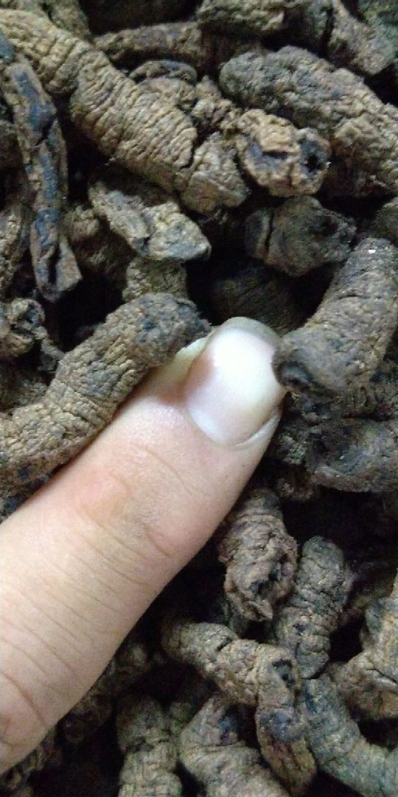 巴戟天通货选货质量可以