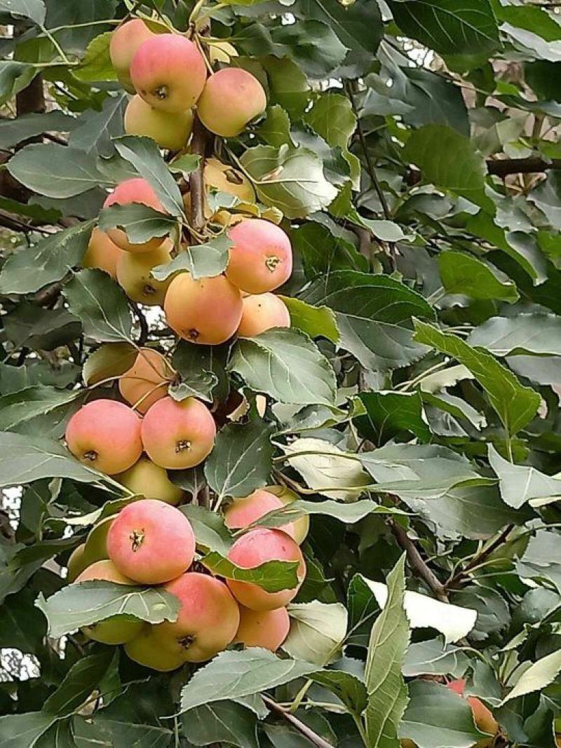 内蒙特产沙果