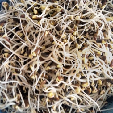 有机豆芽技术培训