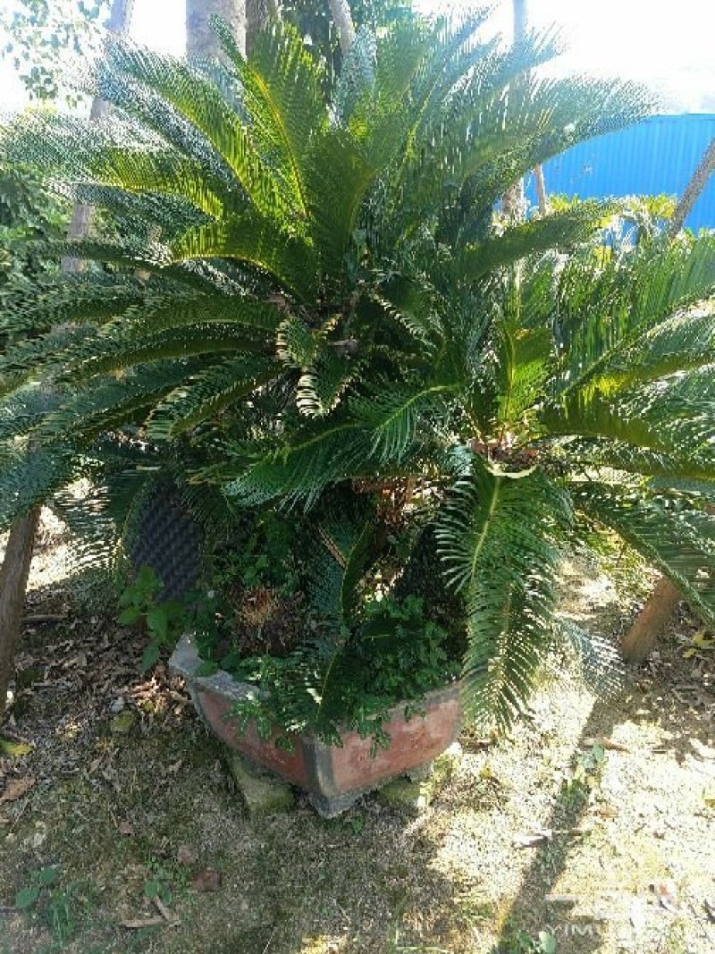 多头铁树