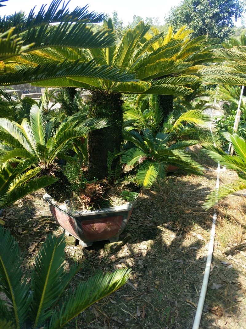 多头铁树