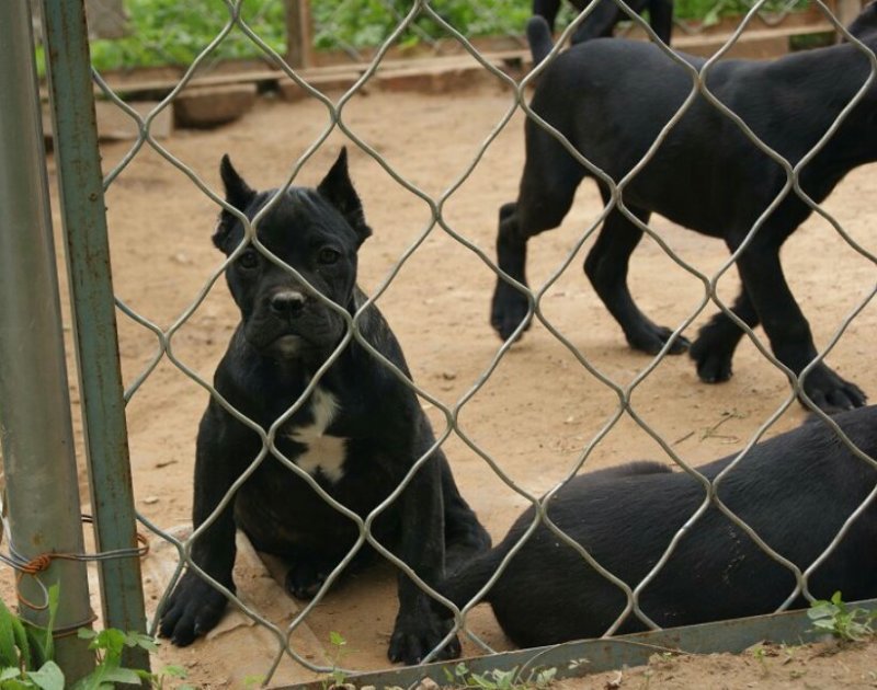 纯种卡斯罗，疫苗齐全，看家护卫犬，品种齐全，全国包邮