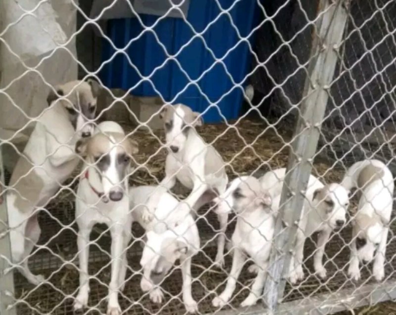 纯种卡斯罗，疫苗齐全，看家护卫犬，品种齐全，全国包邮