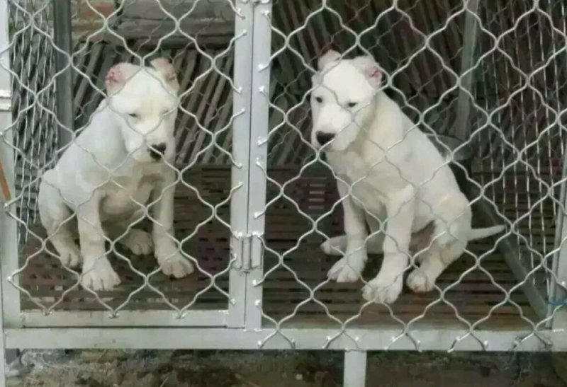 纯种卡斯罗，疫苗齐全，看家护卫犬，品种齐全，全国包邮