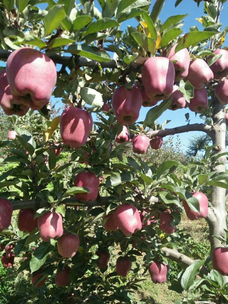 甘肃花牛苹果，可以视频看货发货，也可以线上交易