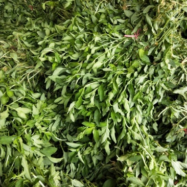 香草