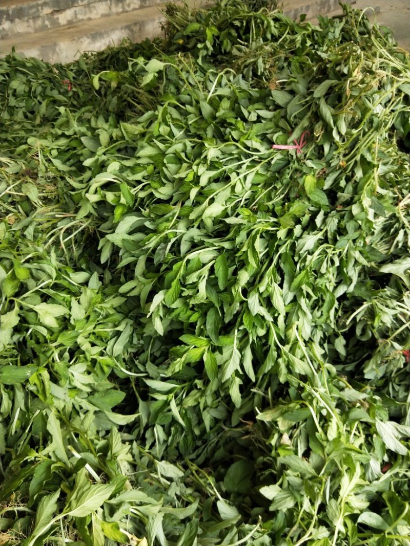 香草