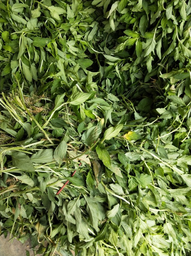 香草