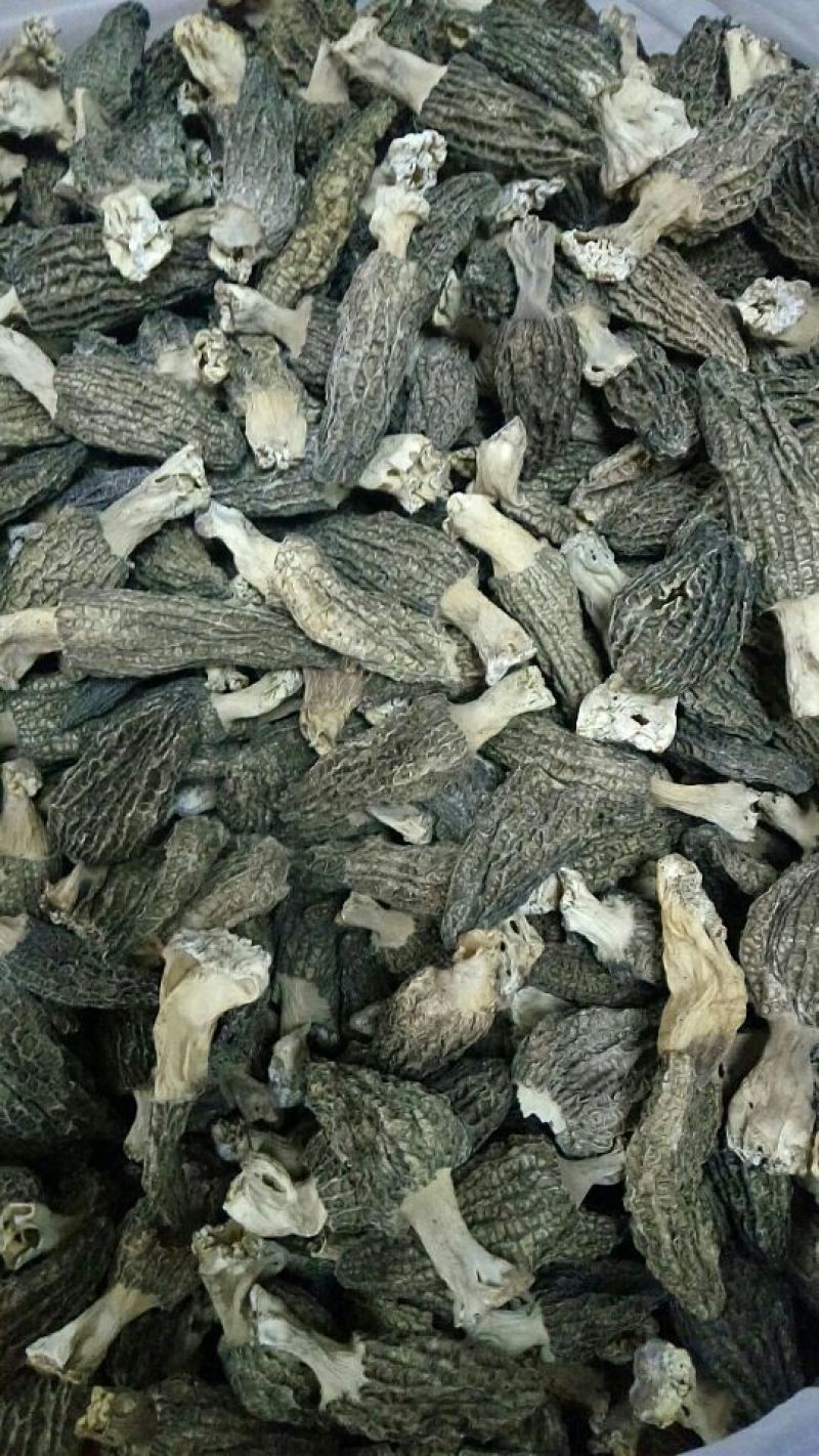 各种野生菌干片