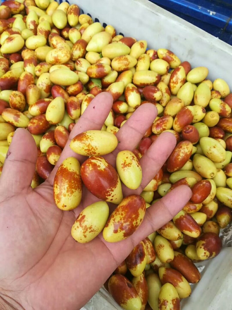马牙枣大量上市，欢迎各位老板前来致电洽谈