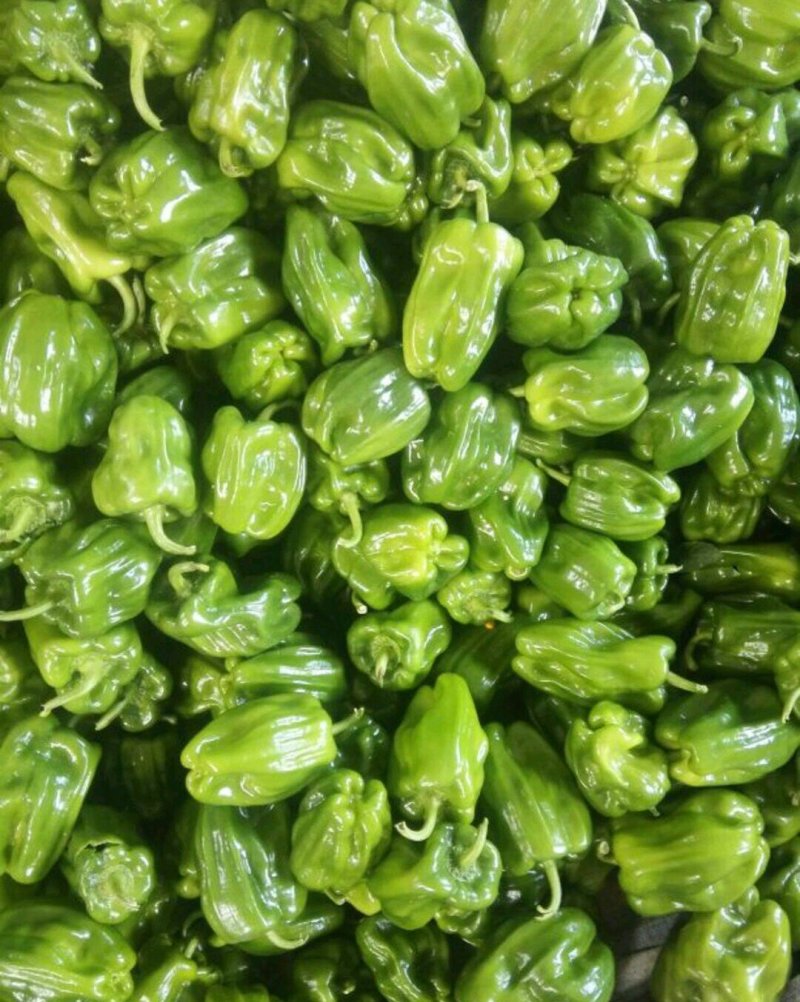 麻辣椒10-15厘米青中辣.产地代办