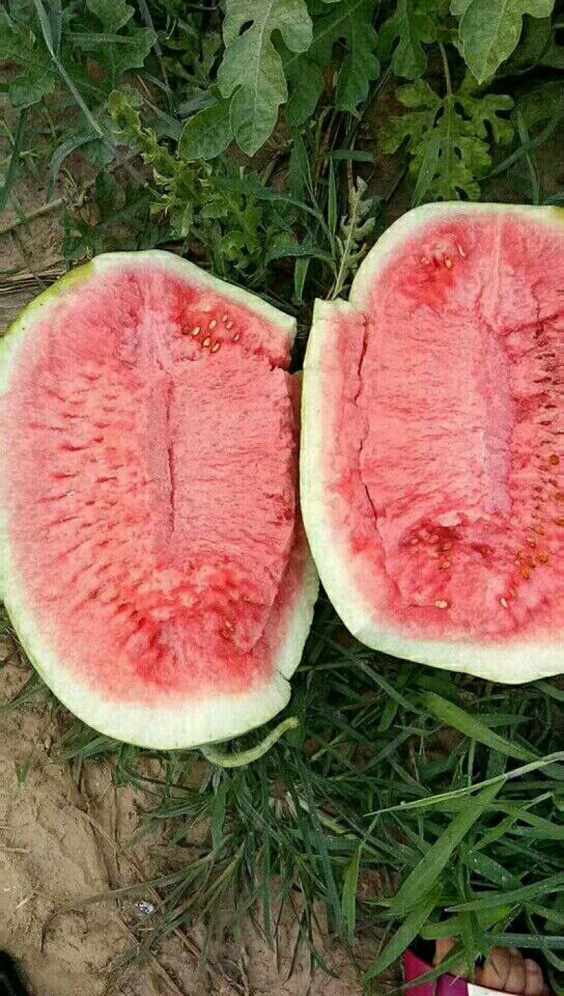 新疆吐鲁番西瓜