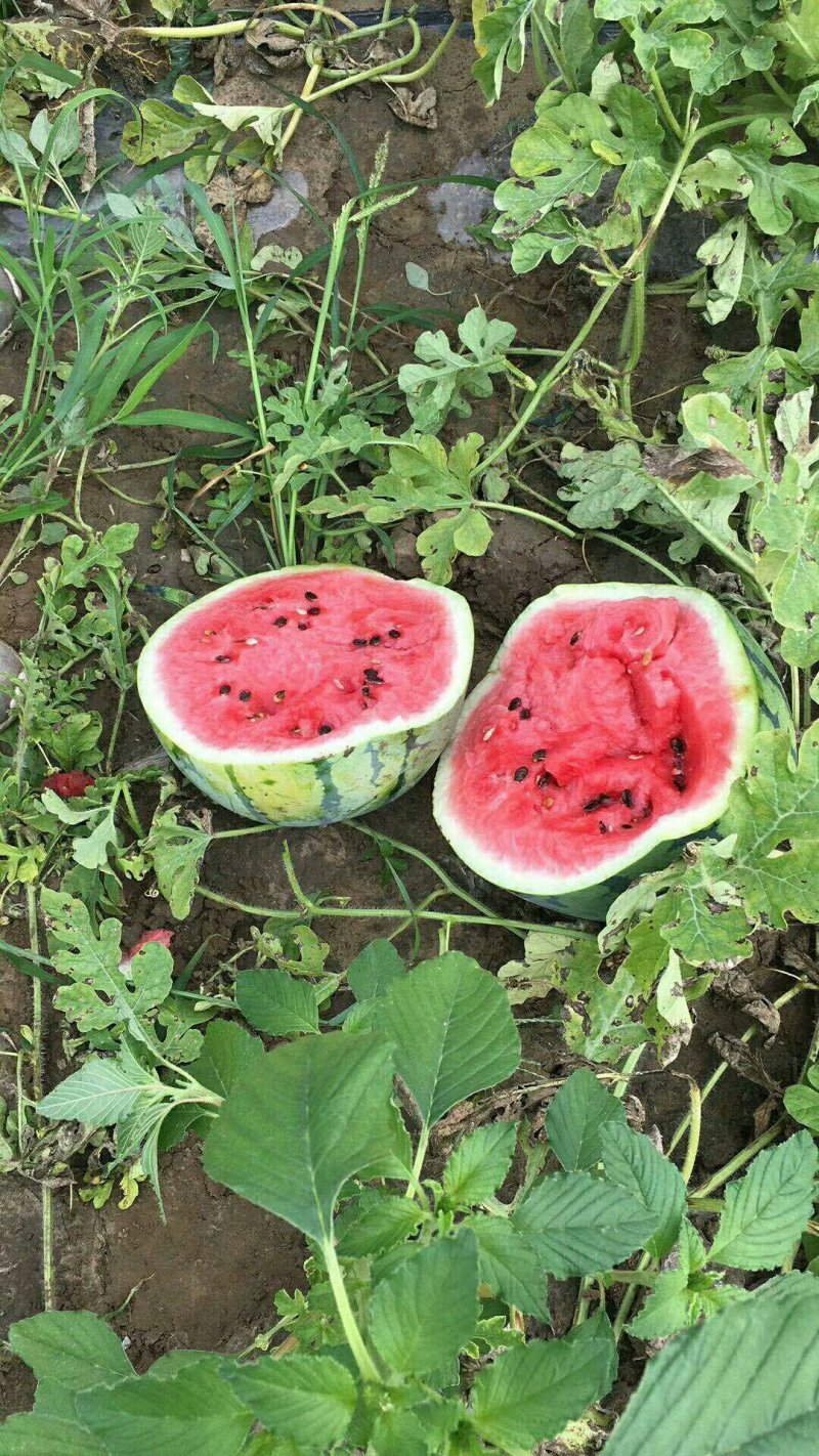 新疆吐鲁番西瓜