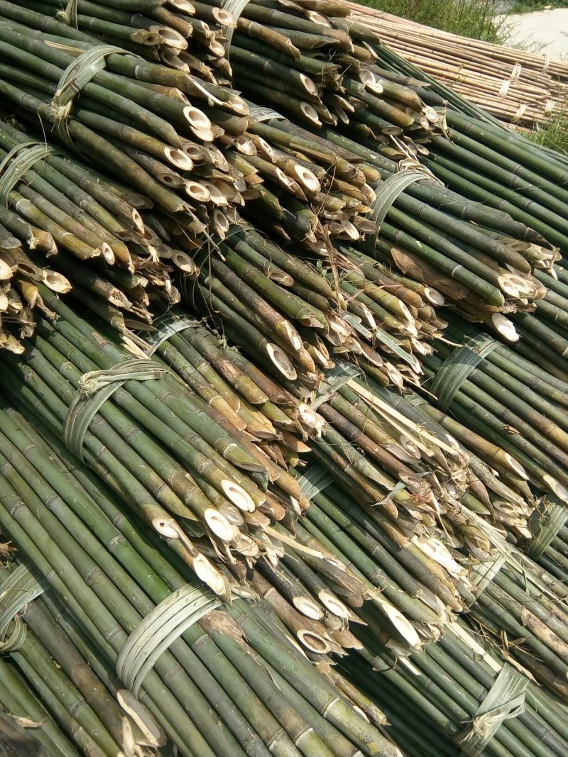 菜架竹子(欢迎来电）大棚竹竿，扶树竹竿，华蓥山直接发货