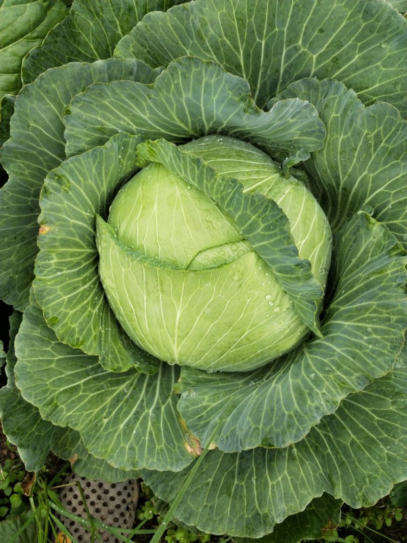 圆包菜