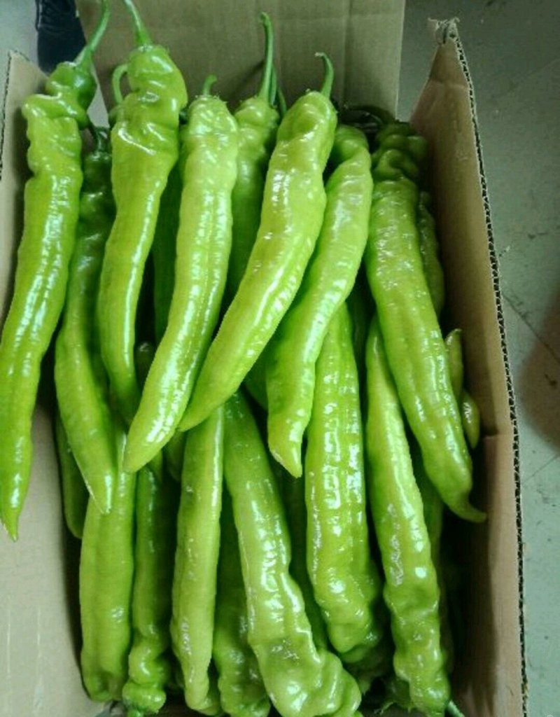 鲜尖椒.鲜辣椒.20厘米中辣.长剑尖椒.黄绿皮