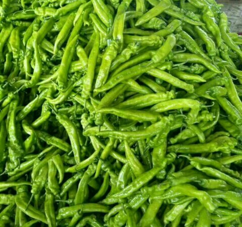 鲜尖椒.鲜辣椒.20厘米中辣.长剑尖椒.黄绿皮