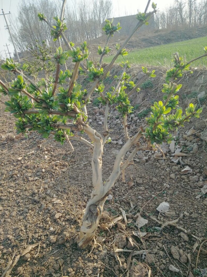 金银花树