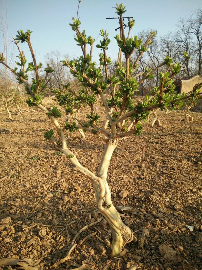 金银花树