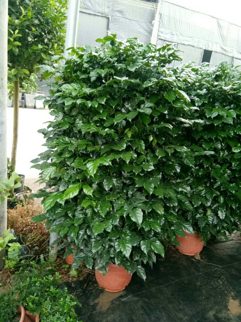 大绿宝，幸福树