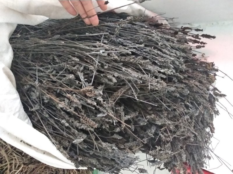 鬼羽箭