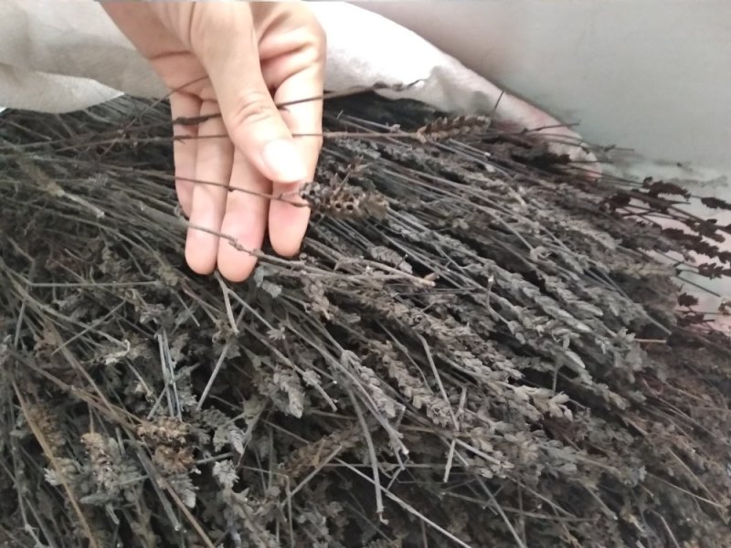 鬼羽箭
