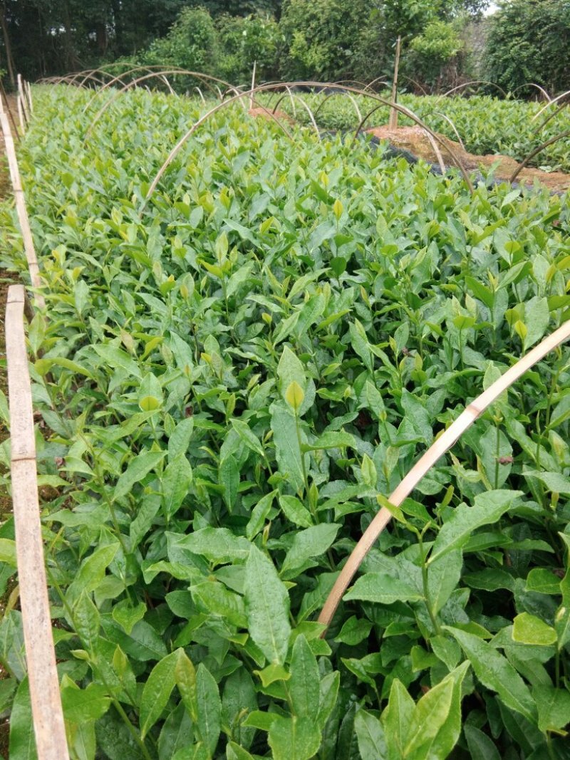 茶叶树苗基地直供，量大从优品种纯正，根系发达成活率高欢迎来访